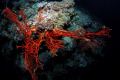   Fiery red fern coral pops like giant hand seabed shot Nikon 2DX 10.5mm fisheye f11 1250 one Inon Z240 strobe 105mm 10 5mm f/11, f11, 11, 1/250, 1250, 250, Z-240 240  